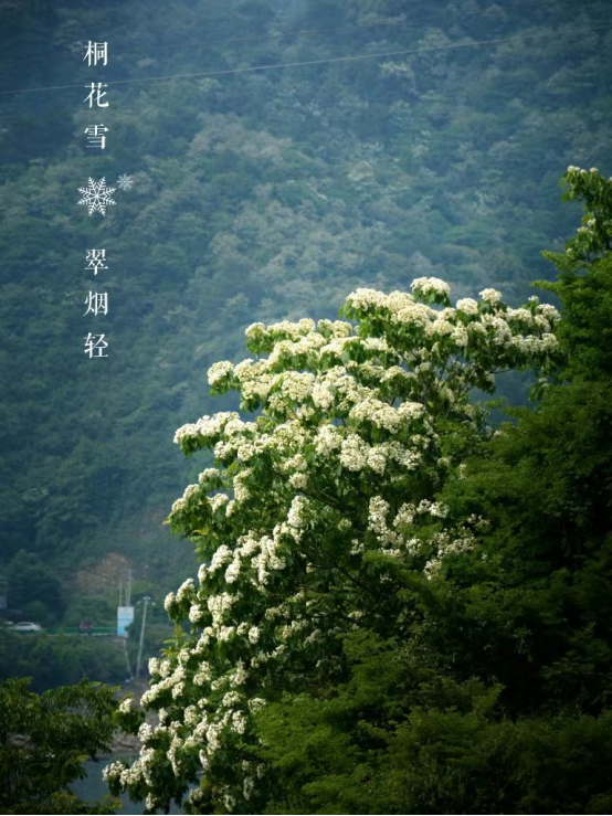 “桐花女神”惊艳长沙街头，邀您到酒仙湖，看五月桐花雪