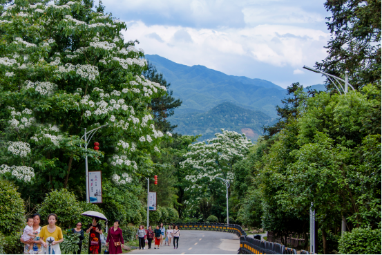 “桐花女神”惊艳长沙街头，邀您到酒仙湖，看五月桐花雪