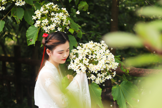 “桐花女神”惊艳长沙街头，邀您到酒仙湖，看五月桐花雪