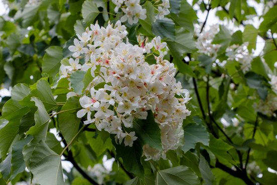 “桐花女神”惊艳长沙街头，邀您到酒仙湖，看五月桐花雪