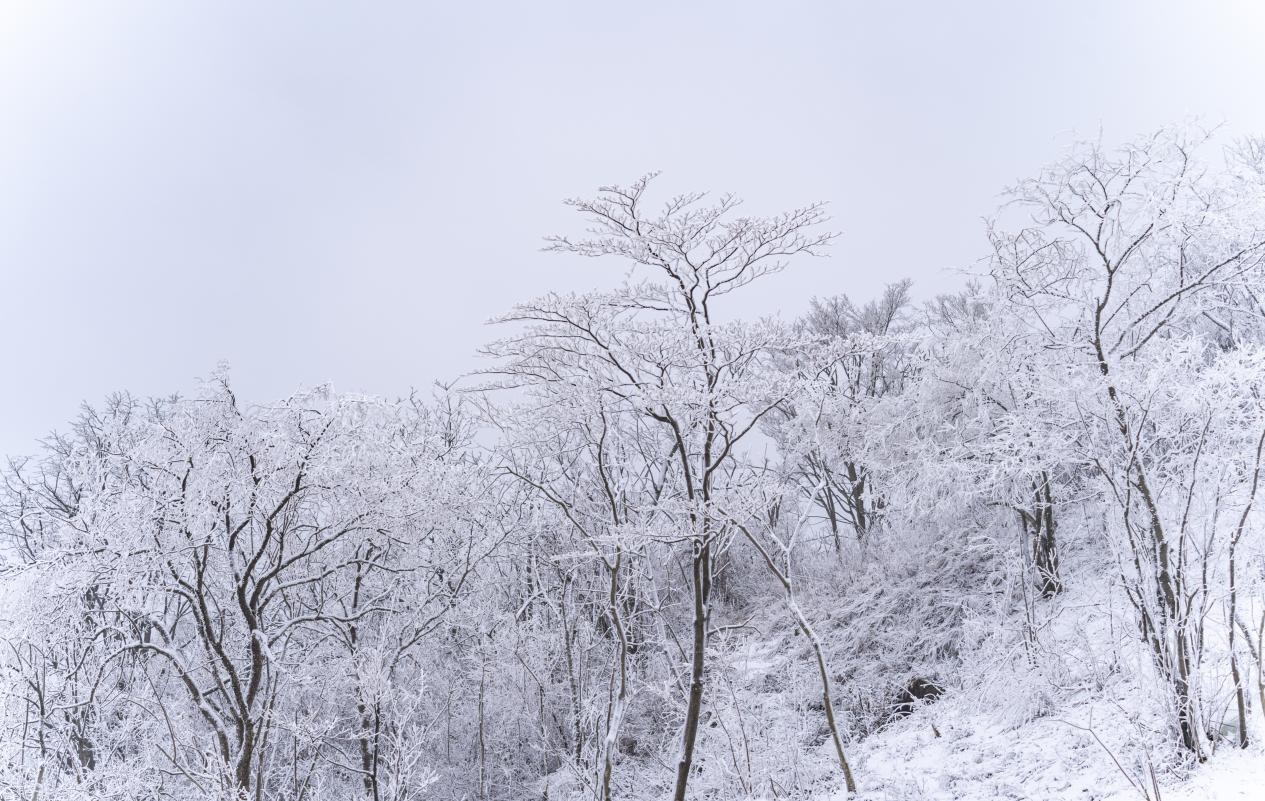 绵阳九皇山滑雪场开板迎客，游客尽享冰雪乐趣